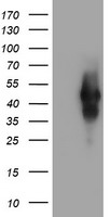 TMEFF2 Antibody