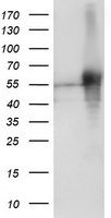 SH2D2A Antibody