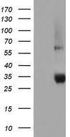 NPTN Antibody