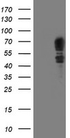 SCHIP1 Antibody