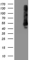 TMEFF2 Antibody