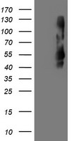 TMEFF2 Antibody