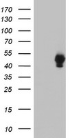 SH2D2A Antibody