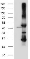 SERPINB6 Antibody