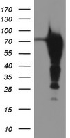 Epsin 2 Antibody