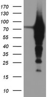 Epsin 2 Antibody