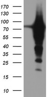 Epsin 2 Antibody