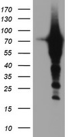 Epsin 2 Antibody