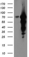 Epsin 2 Antibody