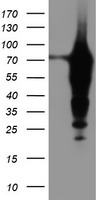 Epsin 2 Antibody