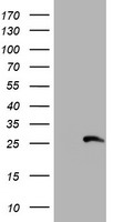 RFXANK Antibody