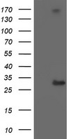 RFXANK Antibody