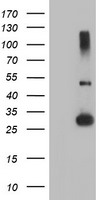 RFXANK Antibody