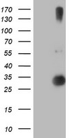 RFXANK Antibody