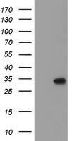 RFXANK Antibody