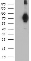 MIER2 Antibody