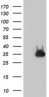 PSMA4 Antibody
