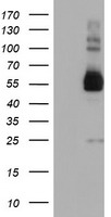 TULP3 Antibody