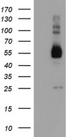 TULP3 Antibody