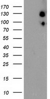 USP10 Antibody