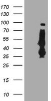 SERPINB6 Antibody