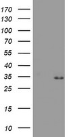 PSMA4 Antibody