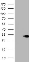 SIX1 Antibody
