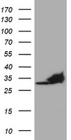 PSMA4 Antibody