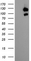 USP10 Antibody
