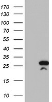 RGS16 Antibody