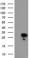 RGS16 Antibody