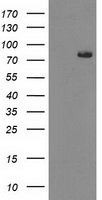 Acetyl CoA synthetase Antibody