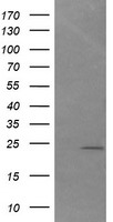 DAND5 Antibody