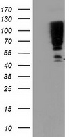 SERPINB13 Antibody
