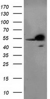 RbAp46 Antibody