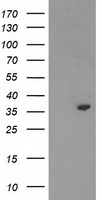 TP53I3 Antibody