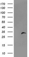Proteasome subunit beta type 4 Antibody