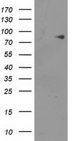 Acetyl CoA synthetase Antibody