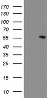 CNDP2 Antibody