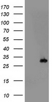 Proteasome subunit beta type 4 Antibody
