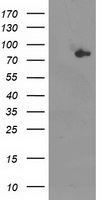 Acetyl CoA synthetase Antibody