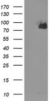 Acetyl CoA synthetase Antibody