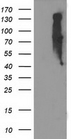 EIF2B3 Antibody