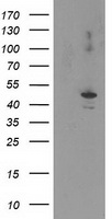 EIF2B3 Antibody