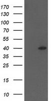 HSPBP1 Antibody