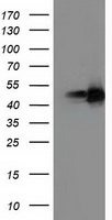 PPAR alpha Antibody