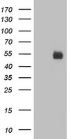 PVRL1 Antibody