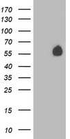 PVRL1 Antibody