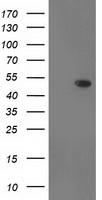 DOK2 Antibody