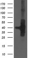 HSPBP1 Antibody